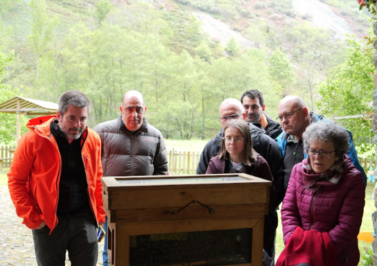 observando abejas en colmena