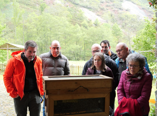 observando abejas en colmena