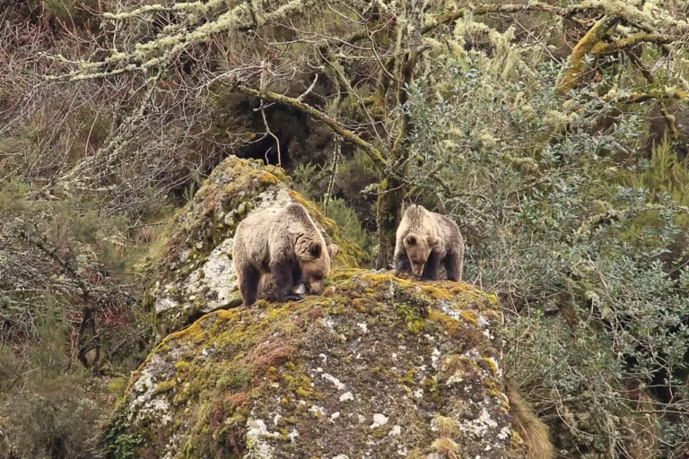 Osos pardos en libertad sobre una peña